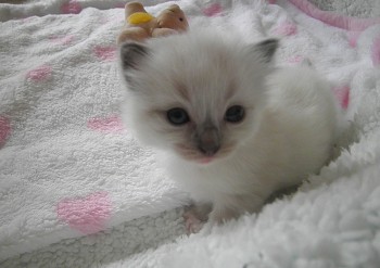 mâle blue mitted RESERVE - 21 jours - Chatterie Ragdolls du Val de Beauvoir